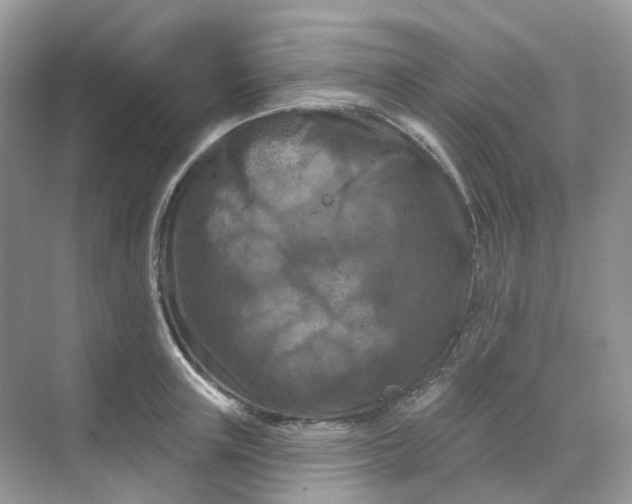 X0000068740851200605121542