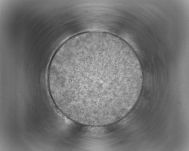 X0000068740856200605121542