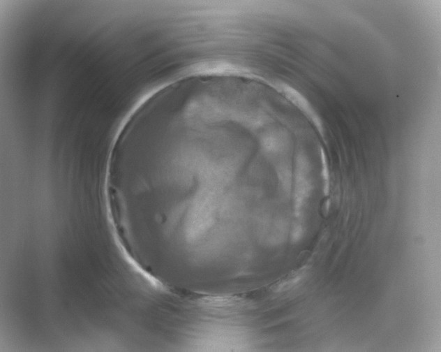 X0000068740863200605121542