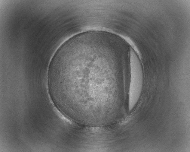 X0000068740903200605121541