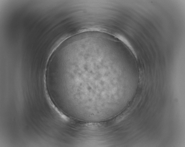 X0000068740906200605121541