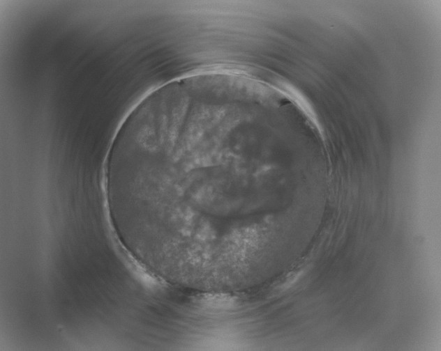 X0000068740907200605121541