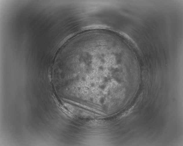 X0000068740929200605121540