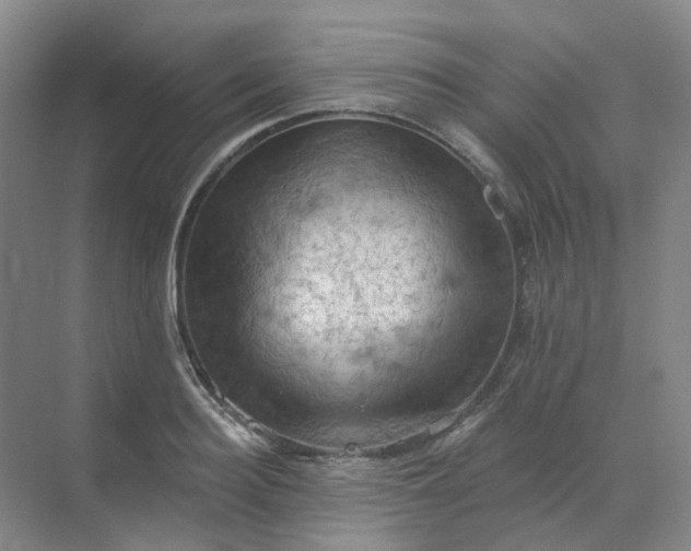 X0000068740940200605121540