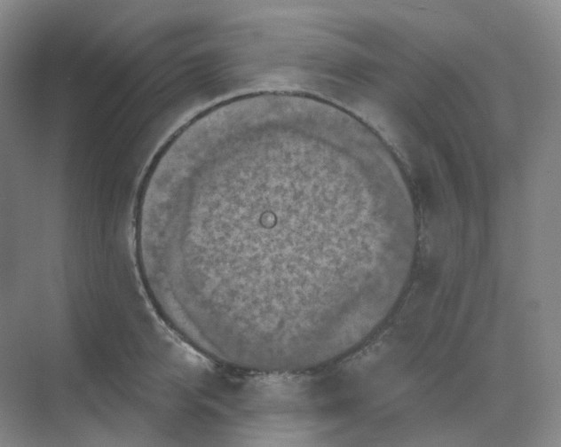 X0000068740950200605121540