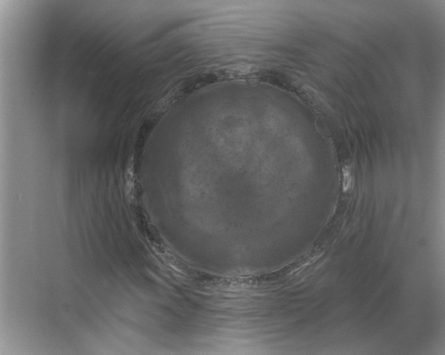 X0000068741011200605121538