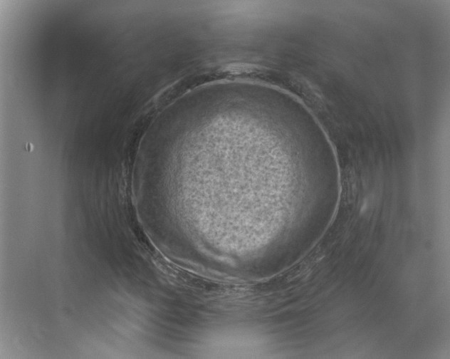 X0000068741158200605121536