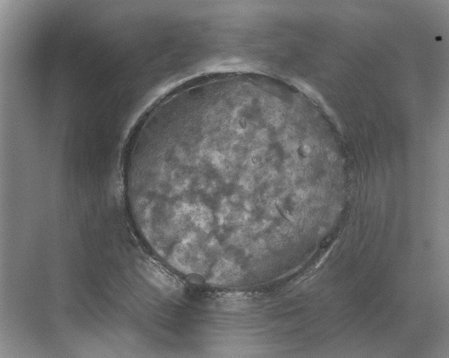 X0000068741167200605121536