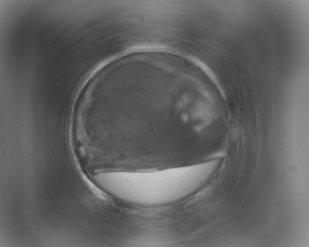 X0000068741245200605121536