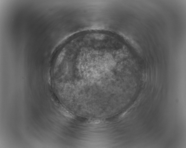 X0000068741262200605121535