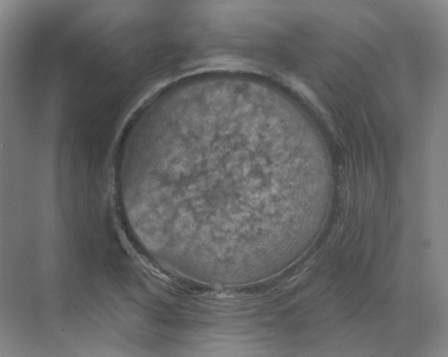 X0000068741318200605121534