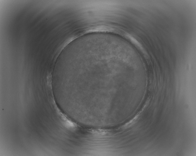 X0000068741329200605121534