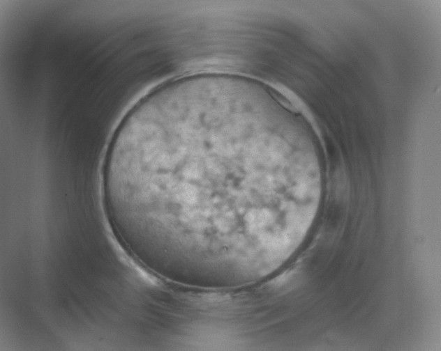 X0000068741341200605121534