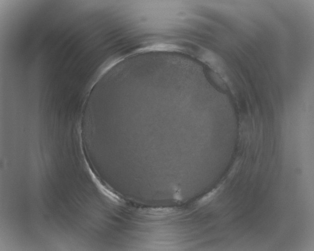 X0000068741425200605121532