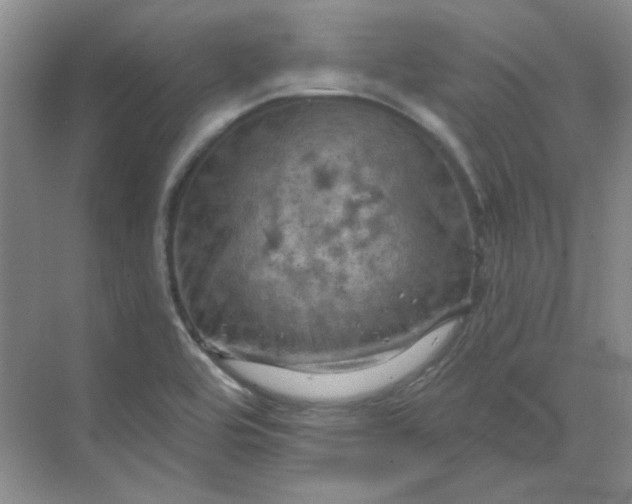 X0000068741464200605121531