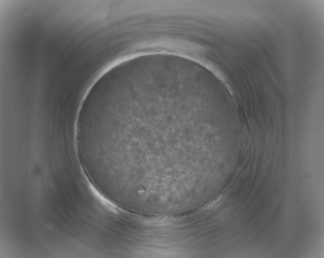 X0000068741535200605121531