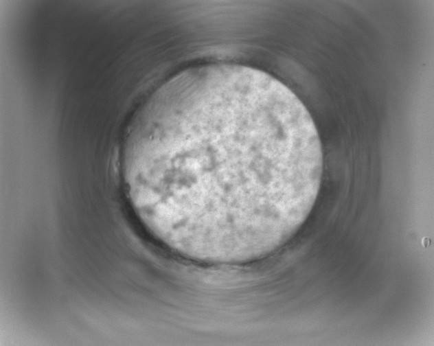 X0000068740024200605192356