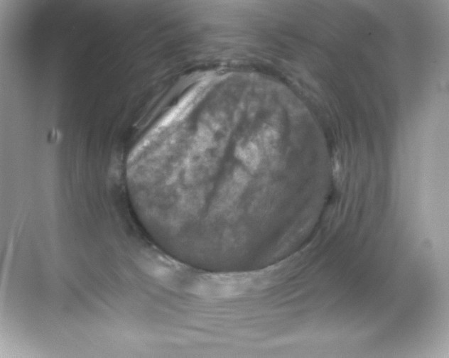 X0000068740033200605192356