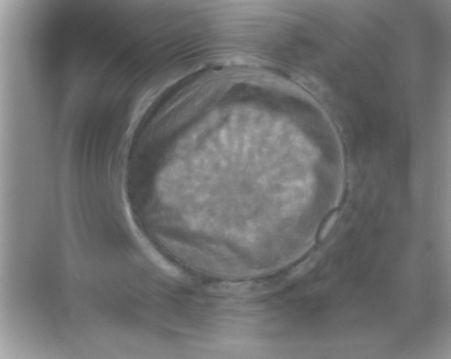 X0000068740049200605192355