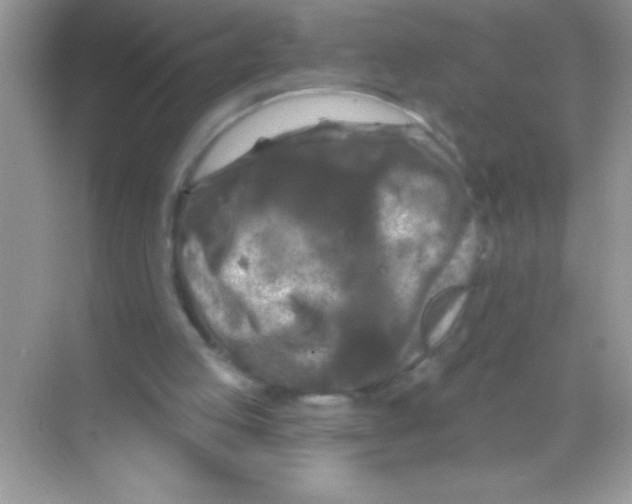 X0000068740053200605192355