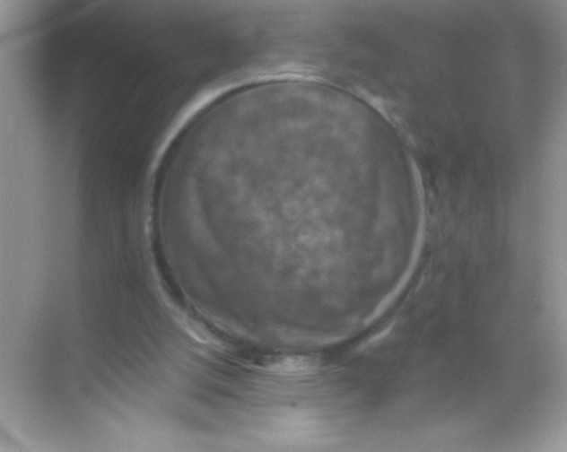 X0000068740056200605192355