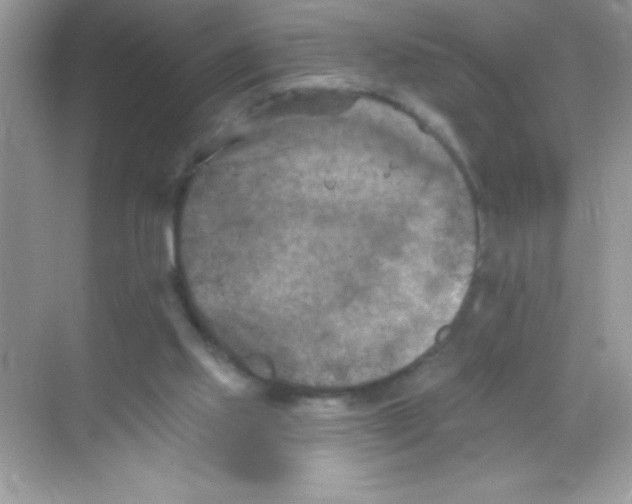 X0000068740061200605192355