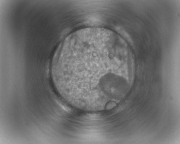 X0000068740065200605192356