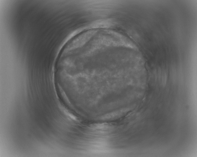 X0000068740100200605192355