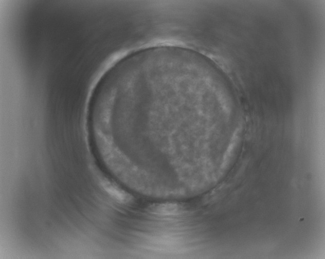 X0000068740104200605192355