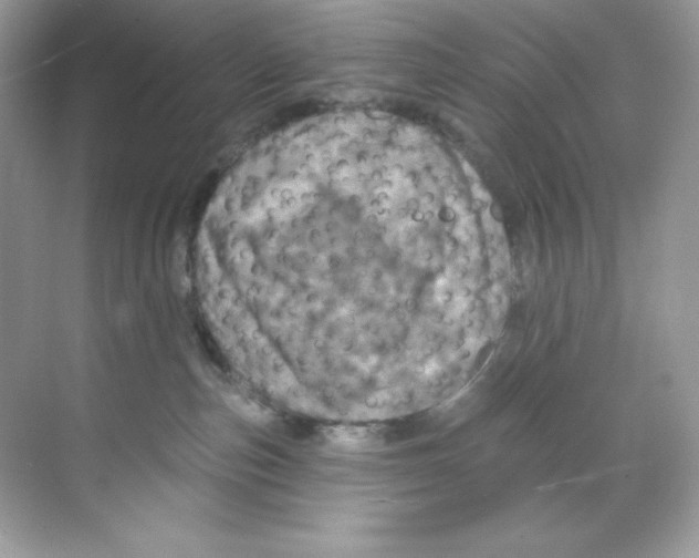 X0000068740187200605192354