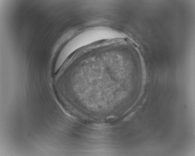 X0000068740245200605192352