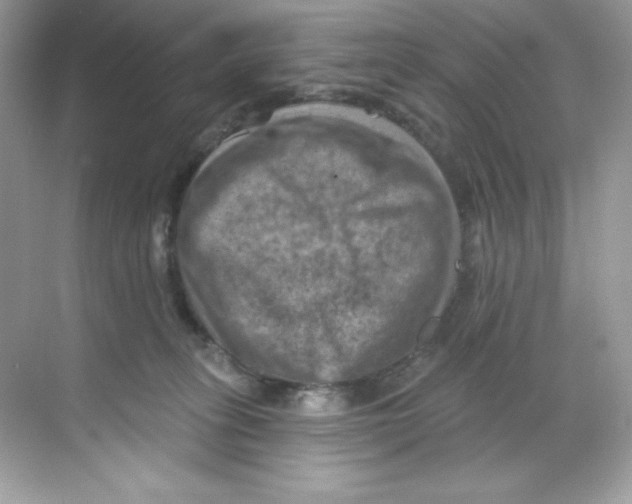 X0000068740275200605192353