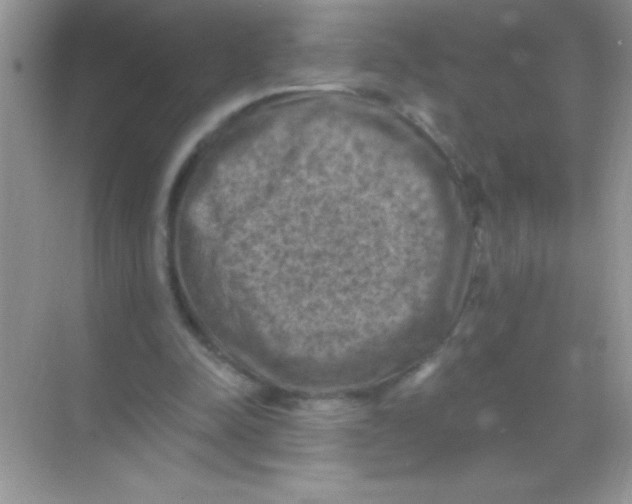 X0000068740342200605192351