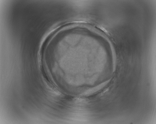 X0000068740343200605192351