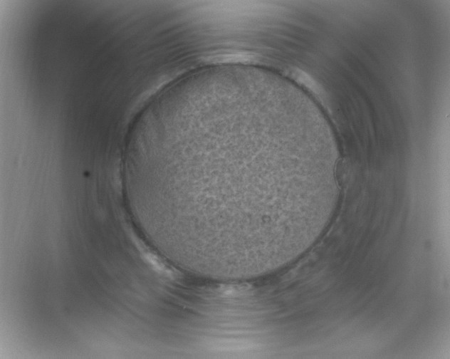 X0000068740345200605192351