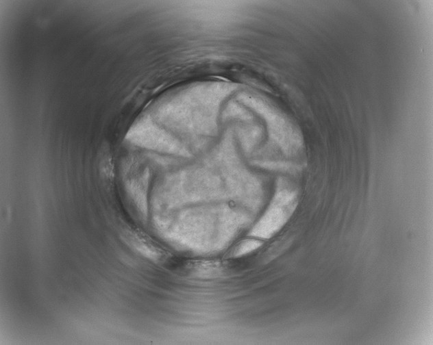 X0000068740384200605192351