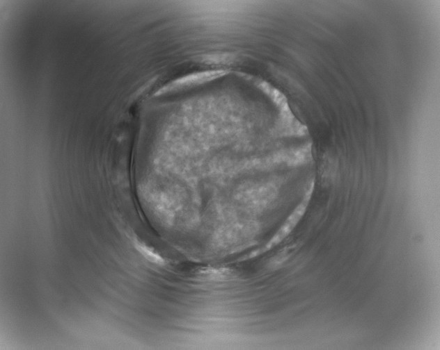 X0000068740428200605192350