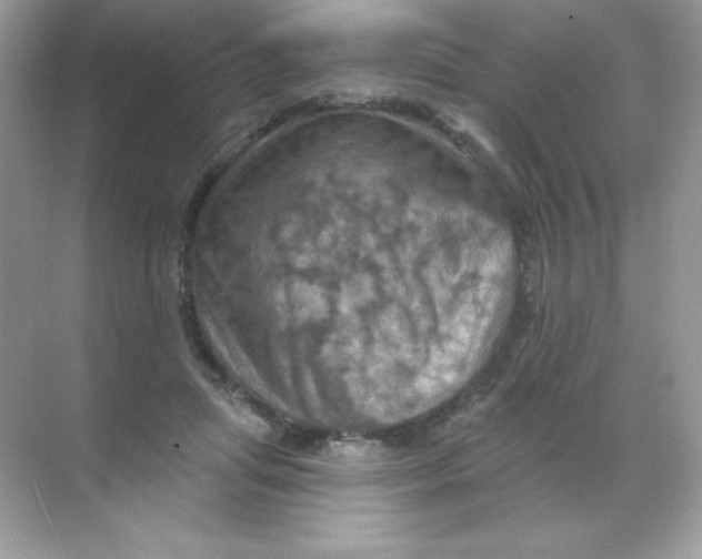 X0000068740455200605192349