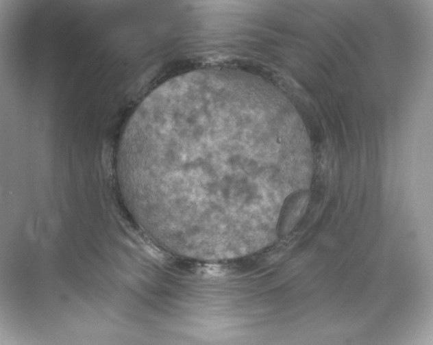 X0000068740565200605192348