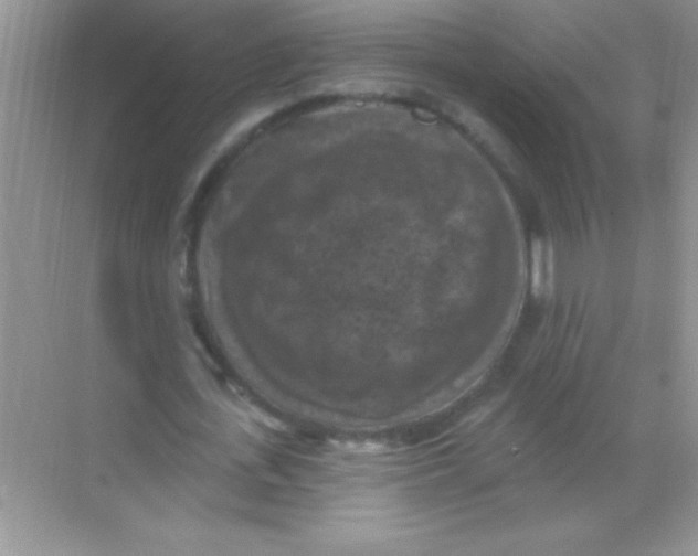 X0000068740723200605192344