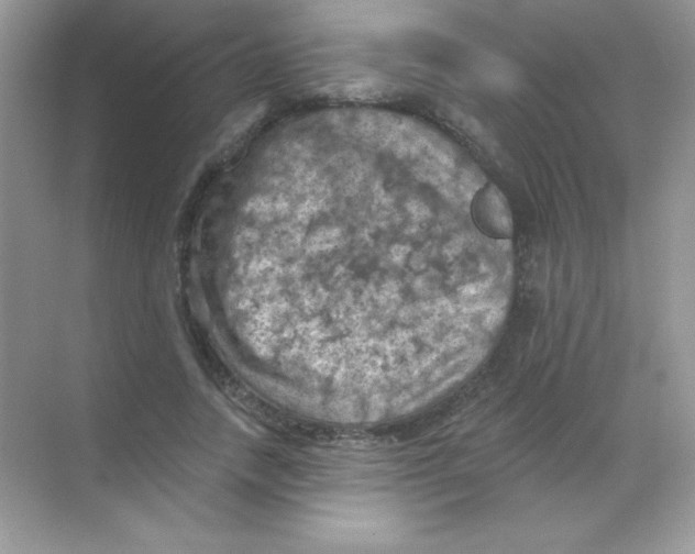 X0000068740738200605192344