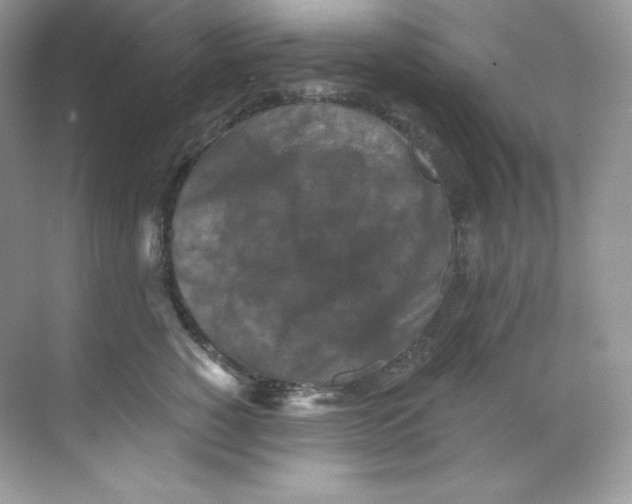 X0000068740760200605192345