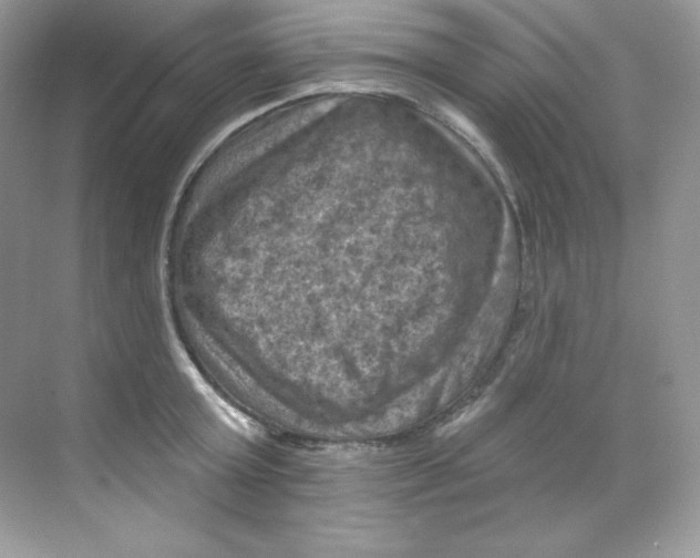 X0000068740803200605192343