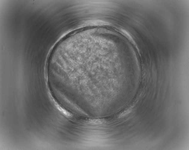 X0000068740843200605192343