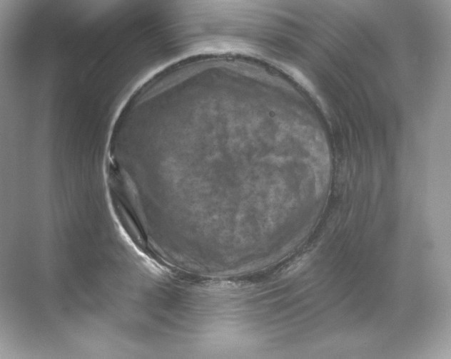 X0000068740943200605192341