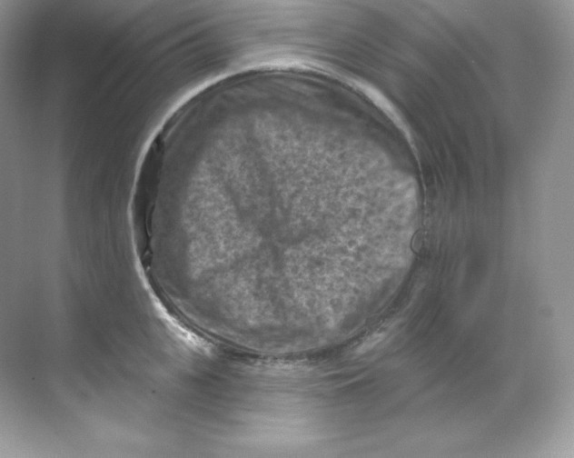 X0000068740951200605192341