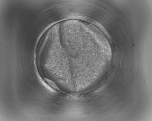 X0000068740955200605192341