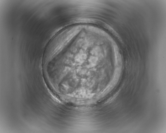 X0000068741033200605192340