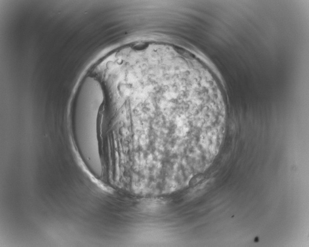 X0000068741053200605192340