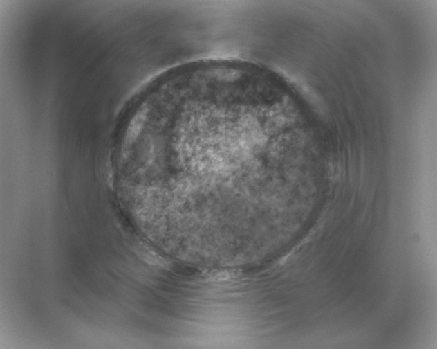 X0000068741262200605192336